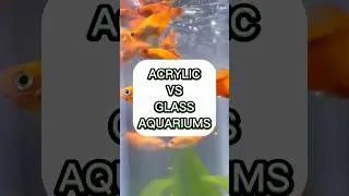 Glass vs Acrylic Fishtanks (Which one is better?) #fishtank #aquarium #freshwaterfish #fishkeeping