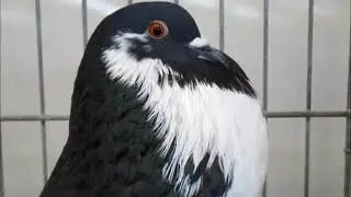 Englischer Kr&ouml;pfer schwarz geherzt, R&Ouml;K-Bundesschau Wels 2019