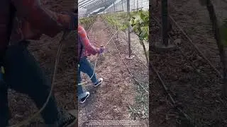 Protecting the Grapes: Spraying Pesticide