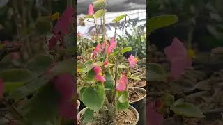 flower attraction #