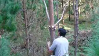 pinus radiata -NALI speed  Lopper pruning - ERU WHARERAU