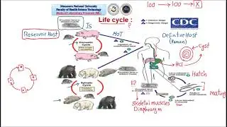 Section 5  Tissue nematodes