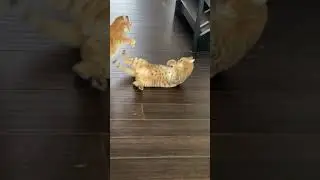 Two Cats Fight With Each Other - 1188136