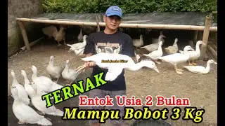 Ternak Entok Jumbo Blitar || Usia 2 Bulan Mampu Bobot 3 kg || 085609231710