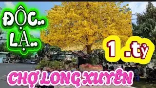 Độc.... lạ.. GỐC MAI VÀNG KHỦNG TẠI CHỢ HOA LONG XUYÊN DƯỚI 1 Tỷ chua có chủ Nhân//SANG TRAN VLOG 