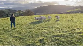 Gathering in the Ewe's Dec 23