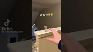 el gato 😭