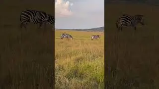 Grant's zebras live on the African savanna.
