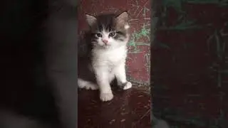 Persian cats kittens top quality available in Mumbai | Bio colour | Doll face | #cats 📞6392929085