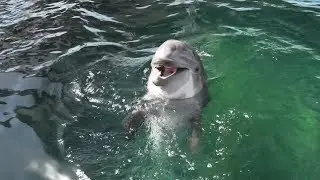 Happy 17th Birthday to Nicholas the Dolphin!