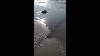 2025.05.26dP1 -Turtle returning to Sea - Port Aransas (BAuDio - Turn down the Vol. for Wind))