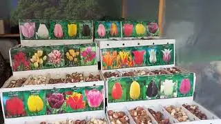 4 ФЕВРАЛЬ ЛИЛИЯ ВА НАРЦИС ГОЛЛАНД ПИЕЗЛАРИ🪷💮🌹🌸🌺💮🌹