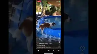 GG Stop Dog Floods Backyard With Pool 😂😱