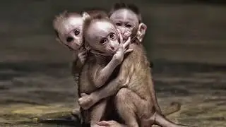 Preview - building of the primate socializing habitat