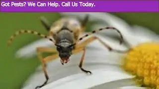 Pest Control Brooklyn Heights Brooklyn New York Prices | Pest Control Cost in Brooklyn Heights NYC