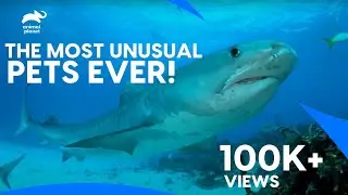 The Friendly Wild - Most unusual pets & their stories | सबसे अनोखे पालतू जानवर | Animal Planet India