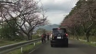 Driving North of Okinawa & Mount Yae cherry blossoms