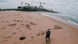 St. Patrick&rsquo;s Day Morning Walk at Del Mar Dog Beach | Oreo Outings | Walking Tour |