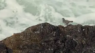 Surfbirds