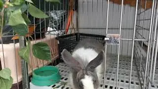 Mulberry for rabbit