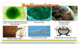 Extremophiles : Microbial World of Extreme Environment