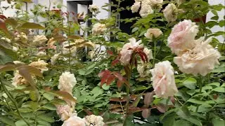 2025年7月12日-髒髒後院”龍沙寶石”第二波春花（算是夏花）、”弗羅侖蒂娜”等玫瑰夏花開花紀錄🗒️