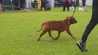 2023 Rhodesian Ridgeback Club Show - Terriers