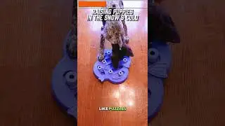 Boredom Busters For Puppies