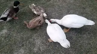 #ducklife #feeding #duckling #duckupdate #duck ##ducklifestyle #children #playwithduck #childvideo $