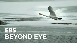 [High-Speed Filming] Flying Swans