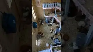 #rescue #cavy #cavies #guineapigs #hello #love #happy #shorts #shortsvideo #shortsviral #timelapse