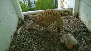 #kestrel Cam1#06 mother birds brings food to feed her chicks in the nest, Falcon babies feeding