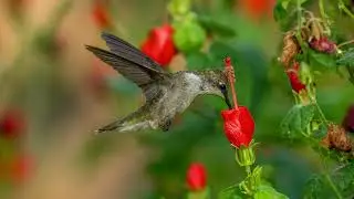41-Shot Frame Animation, Black-Chinned Hummingbird, 4k