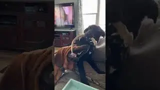 Sharing is caring ?  #dog #pets #animals