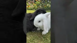 Bunny on play date #rabbit #bunny #fypシ゚viral #mybunny #shorts