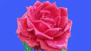 Rose Blue Screen Effect (From The Runway)