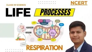 CLASS 10 BIOLOGY/ LIFE PROCESSES / RESPIRATION / CELLULAR RESPIRATION 💥💥💯