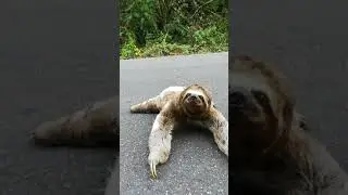 Me encontr&eacute; en el camino un hermoso oso perezoso