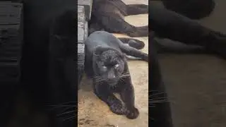 Black Panther attack VS Tiger attack #shorts