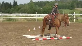 Finnish horse doing trail