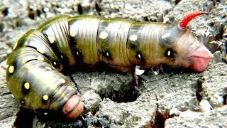 Крупная гусеница Бражника, Larva of bedstraw hawk-moth