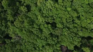 Champion Trees for Reforestation