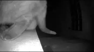 Jupiter Asking Cracker Who Flipped Over The Food Dish 