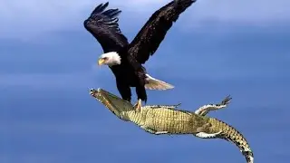 Eagle fight crocodile