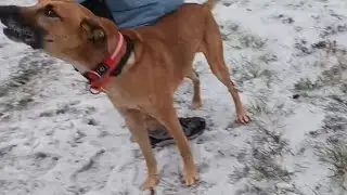 Our mountain-cur dog, tracking
