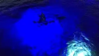 Wakatobi Resort Fluo Diving
