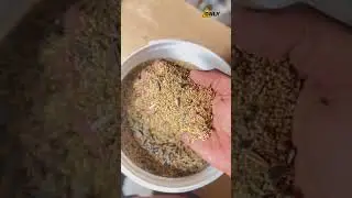 Basic food for bird🔥 #birdsfarm #bird #cockatiel #pet #birdfarm #birds #pets #birdsfood #birdslover