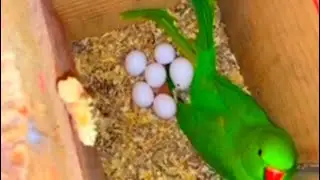 All birds breeding formula in Urdu Hindi /Best breeding formula #breedingformula#Manibirdsvlog#