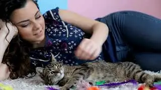 Cat Insurance Policy Comparison How to Choose the Best Fit