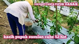 Perawatan cabe generatif cabe roket tanpa pupuk dasar 